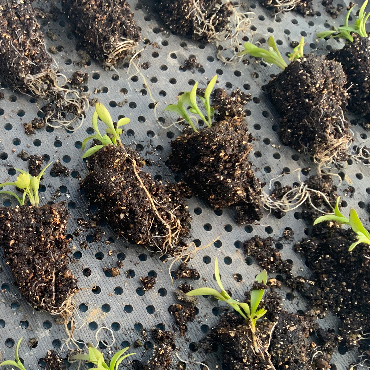 真冬でもパクチーの定植準備